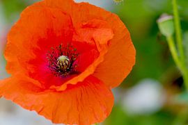 Leuchtend roter Mohn in grüner Umgebung
