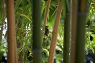 Blaumeise zwischen Bambus von Roberto Zea Groenland-Vogels Miniaturansicht