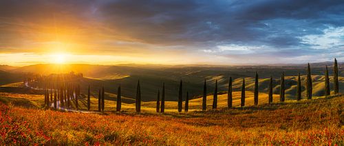 Allée de cyprès en Toscane au coucher du soleil