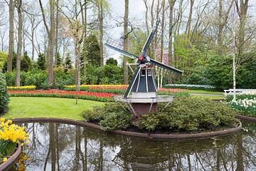 de keukenhof met een molen en velden vol tulpen van ChrisWillemsen