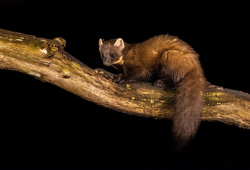 Hummingbird by Harry Punter