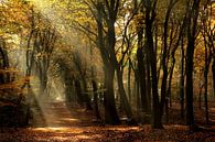 Zonneharpen in de herfst in het Speulderbos van Joyce Beukenex thumbnail