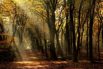 Zonneharpen in de herfst in het Speulderbos van Joyce Beukenex