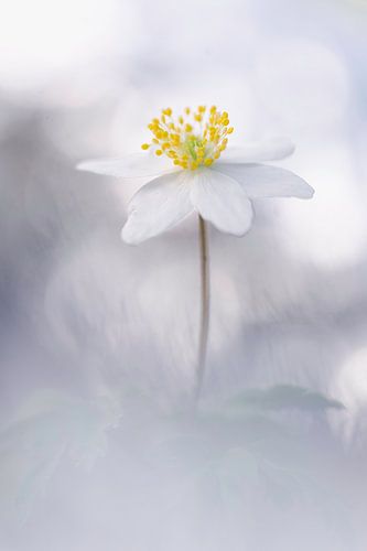 Serene white wood anemone by Cocky Anderson