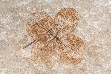 Still life in brown and gold tones: Hydrangea leaf by Marjolijn van den Berg