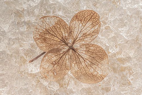 Stilleven in bruin en goud tinten: Hortensiablaadje