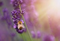 Bourdon sur la lavande