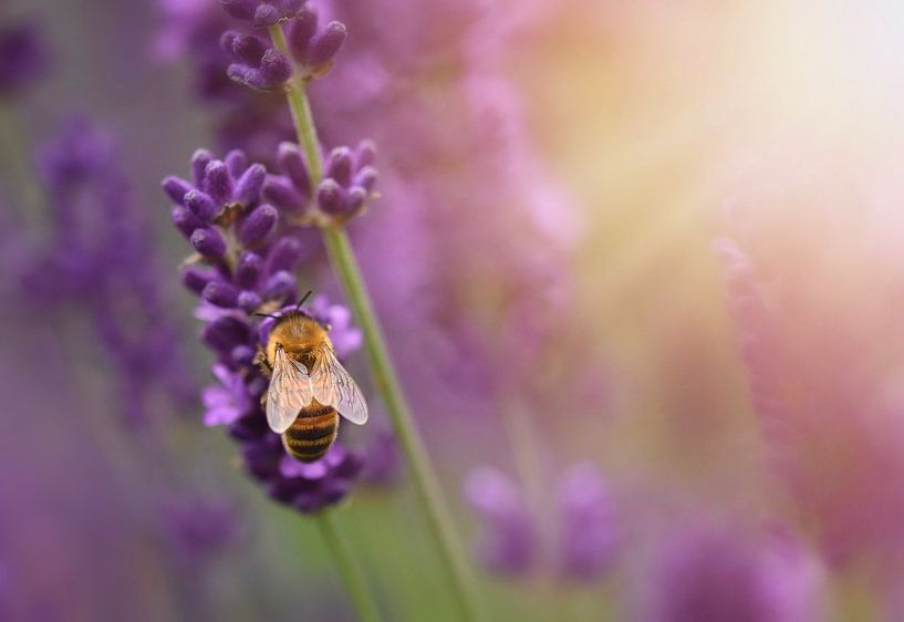 Bumblebee on lavender by IntoCircles
