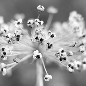 Onion, Allium by Sabine Bouwmeester