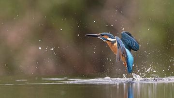 Opspringen ijsvogel uit het water van Wim van der Meule