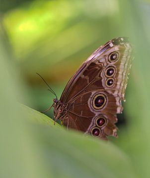 Blauwe morpho vlinder in Jena van Wolfgang Unger
