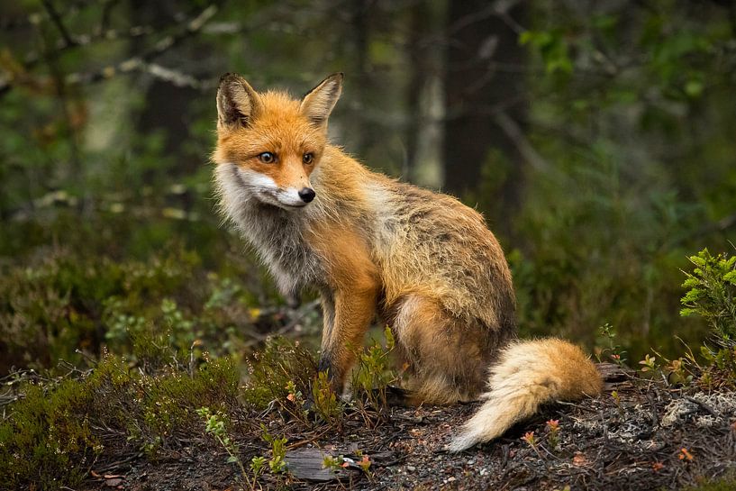 Ein Fuchs mit Schlaganfällen von Marco Lodder
