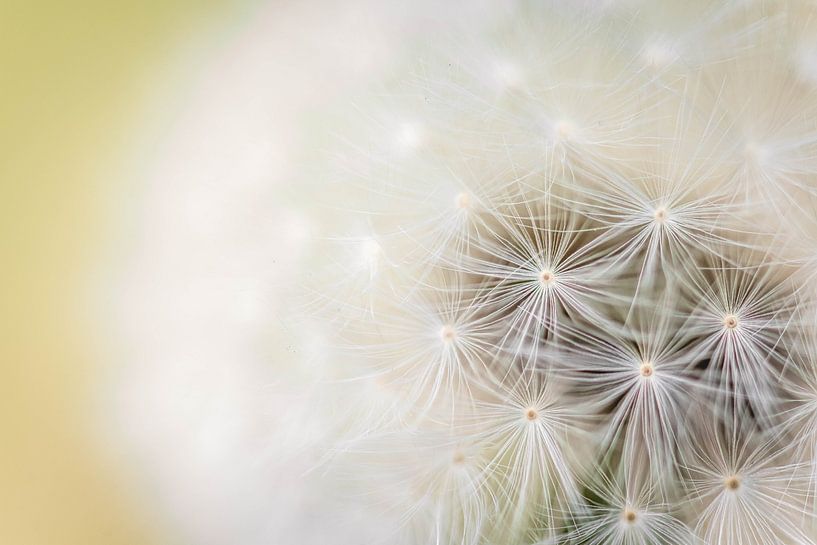 Nahaufnahme einer verblühten Blasenblume von Inge Smulders