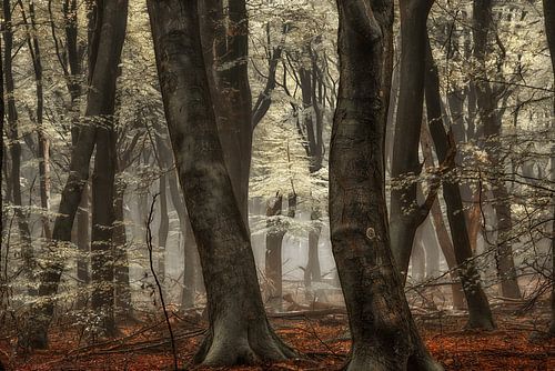 Verborgen Schoonheid II