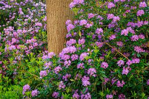 Rodondendrons in het bos | Utrechtse Heuvelrug