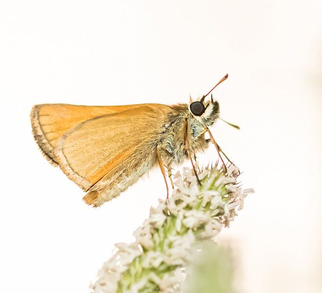 Butterfly by Hennie Zeij