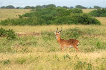 Antilope d'Ouganda (Kobus thomasi), Ouganda sur Alexander Ludwig