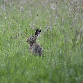 nico weijers Profilfoto