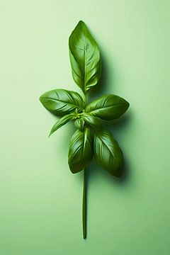 Basil herb by haroulita