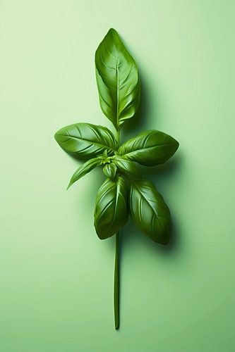 Basilic