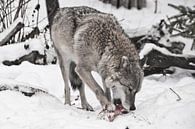 Grauer Wolf auf weißem Schnee mit einem Stück Fleisch. das Tier ist vorsichtig, es schneit. Der Wolf von Michael Semenov Miniaturansicht