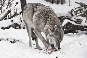 Grauer Wolf auf weißem Schnee mit einem Stück Fleisch. das Tier ist vorsichtig, es schneit. Der Wolf von Michael Semenov