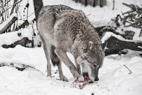 Grijze wolf op witte sneeuw met een stuk vlees. het beest is voorzichtig, het sneeuwt. De wolf knaag