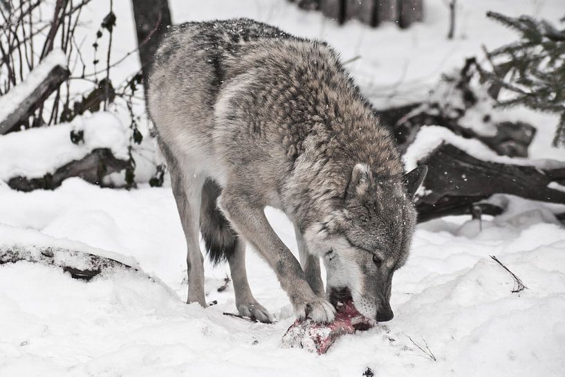 Grijze wolf op witte sneeuw met een stuk vlees. het beest is voorzichtig, het sneeuwt. De wolf knaag van Michael Semenov