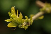 Springen