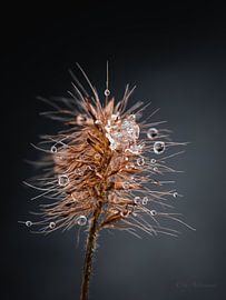 Droplets by Photoartbyantoinnet