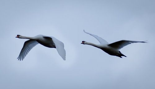 Zwanen koppel in vlucht