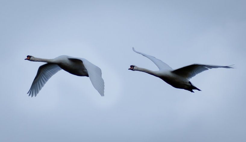 Swan couple in flight by DutchRosephotography