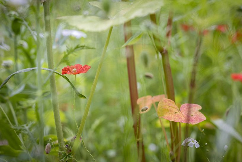 Rotkäppchen von Boogartphotographics