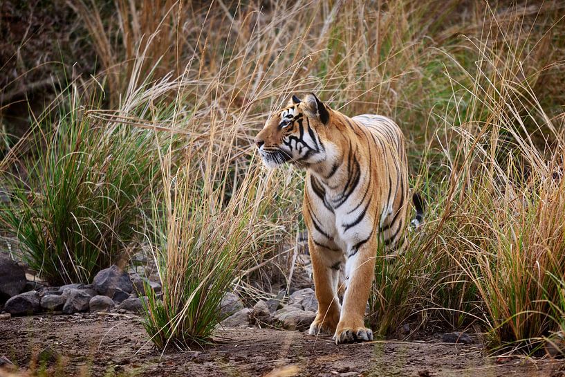 tigre indien par Jürgen Ritterbach