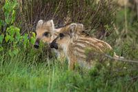 Junge Wildschweine auf der Veluwe