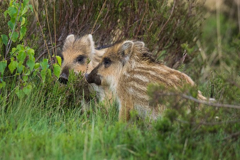 Young boars on the veluwe by David van 't Hof