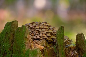 Des champignons poussent sur un tronc d'arbre moussu dans une forêt de feuillus en automne sur Mario Plechaty Photography