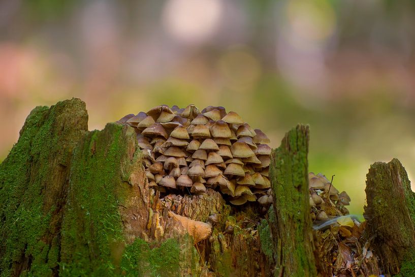 Pilze wachsen auf einem bemoosten Baumstamm in einem Laubwald im Herbst von Mario Plechaty Photography