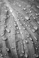 Plant leaf with drops black and white