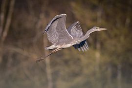 Reiher (Vogel) im Flug