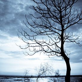 Blue tree  von Andu Alcaraz