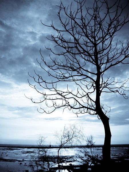 Blue tree  by Andu Alcaraz