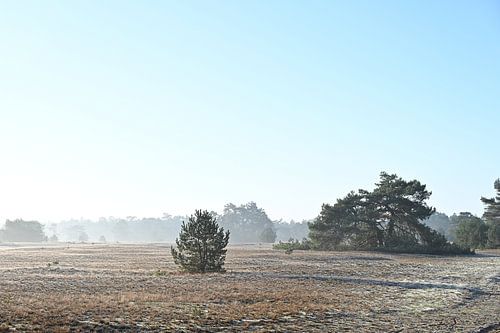 Fog on the veluwe