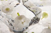 Convallaria majalis in  ice. van Marc Heiligenstein thumbnail