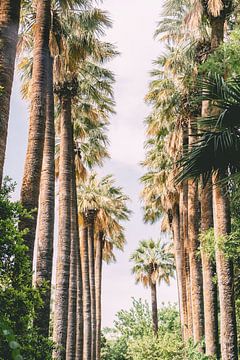 Palm trees by Patrycja Polechonska