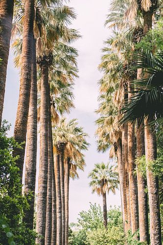Palm trees