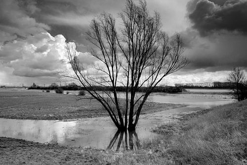 Wilg in de uiterwaarden bij Tiel.