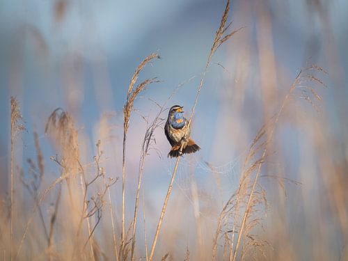 Rotsterniges Blaukehlchen / Luscinia svecica (männlich)