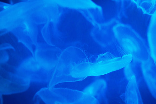 A group of jellyfish at Sea Life Scheveningen
