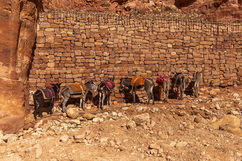 7 ânes d'affilée par Franksfotoforum